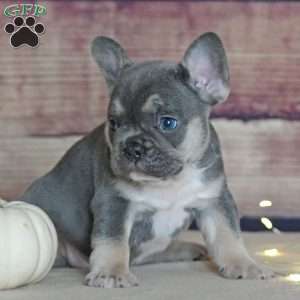 Maple, French Bulldog Puppy